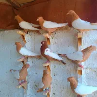 سینه سرخ|پرنده|شیراز, دلگشا|دیوار