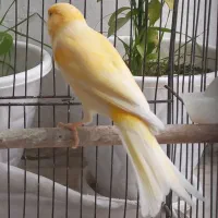 قناری نر پرتقالی کشیده قرص قرص بخون