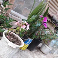 گل های گوناگون باغچه و اتاق مناسبترین قیمت|گل و گیاه طبیعی|رشت, حافظ آباد|دیوار