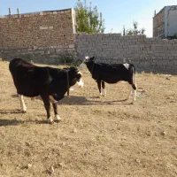 دو عدد گاو یکی. نر یکی ماده