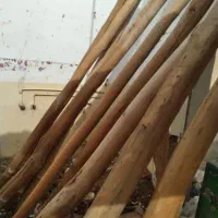 خرید چوب به قیمت روز|خدمات باغبانی و درختکاری|زنجان, |دیوار