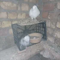 11 عدد کبوتر