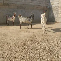 بز دورگه پاکستانی تمیز تکه خورده|حیوانات مزرعه|گنبد کاووس, |دیوار