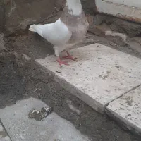 کبوتر طوقی