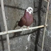 شازده سرخ فروشی