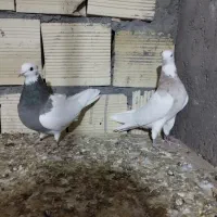 نرماده طوقی|پرنده|بم, |دیوار