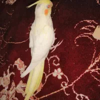 جوجه عروس هلندی لوتینو چشم شرابی