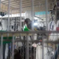 سهره معاوضه یافروشی|پرنده|مشهد, نظام دوست|دیوار