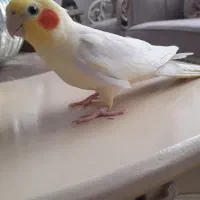 عروس هلندی نر