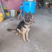 واگذاری ژرمن شپرد ماده 11 ماهه