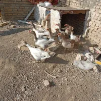 9تا غاز جوان و سالم|حیوانات مزرعه|بروجرد, |دیوار