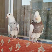 طوقی الماسی|پرنده|مبارکه, |دیوار