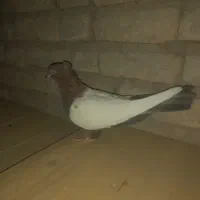 ماده سینه سوخته سالم