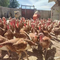 بوقلمون نر قرمز|حیوانات مزرعه|بانه, |دیوار
