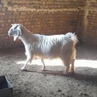 بز پاکستانی درجه یک