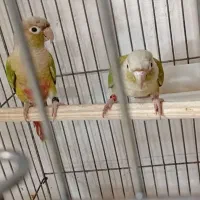 گرینچیک نر بالغ|پرنده|پاکدشت, پاکدشت (مامازند)|دیوار