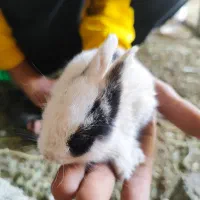 بچه خرگوش