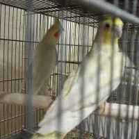 عروس هلندی|پرنده|قم, باجک یک|دیوار