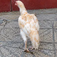 مرغ لاری اصیل
