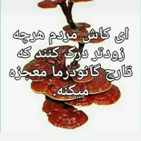 هات چاکلت  گانودرما..اکسیر جوانی|خوردنی و آشامیدنی|شیراز, نشاط|دیوار