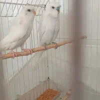 مرغ عشق پروانه ای