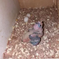 جوجه عروس هلندی سرلاکی