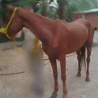 اسب عرب مادیان