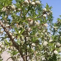 فروش باغ۷ساله بادرخت میوه های گوناگون|فروش دفتر صنعتی، کشاورزی، تجاری|کرمانشاه, |دیوار