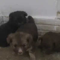 میکس نژاد پامر و شیتزو