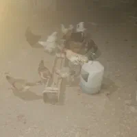 فروش به تعداد مرغ وخروس محلی دونه ای ۴۰۰|حیوانات مزرعه|اشتهارد, |دیوار