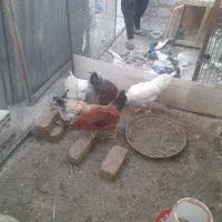 خروس|حیوانات مزرعه|قنوات, |دیوار