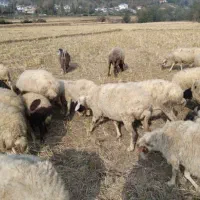 گوسفند شکم دار