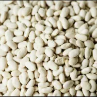 لوبیا سفید کشاورز