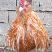 مرغ|حیوانات مزرعه|جوانرود, |دیوار