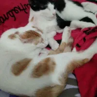 بچه گربه 4 ماه و نیم