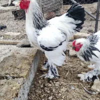 خروس برهما لایت|حیوانات مزرعه|هشتگرد, خور|دیوار