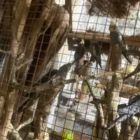 عروس هلندی|پرنده|کرمان, |دیوار