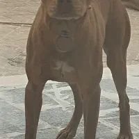 با سلام جفت پیتبول وارداتی