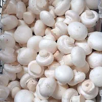 قارچ تازه یزد ، همه روزه ، ارسال رایگان