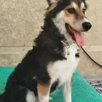 سگ (هاسکی میکس)