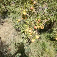 استخدام کارگر جهت کار باغبانی در باغ