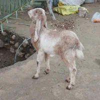 بزز|حیوانات مزرعه|اهرم, |دیوار