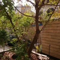 هرس و قطع درختان خشک با اره در کمترین زمان ممکن|خدمات باغبانی و درختکاری|مشهد, اروند|دیوار