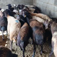 38راس گوسفند آبستن سنگین سونوگرافی