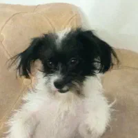 واگذاری فوری سگ شیتزو کراس