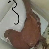 معاوضه با چاقو دنده ای یاا ضامن دار