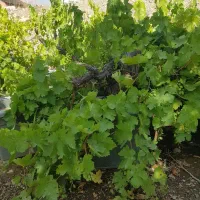 باغ انگور بالای سوکهریز  ۵۰۰ بوته