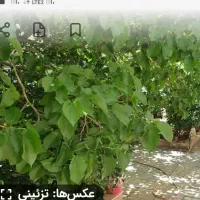 فروش-ویلایی-250متری-جلال-قبل-اموزگار