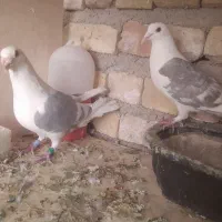 دوکت آلمانی