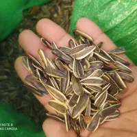 ۳۵ کیلو تخمه قزوینی